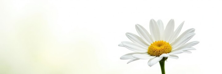 Naklejka premium Delicate Chamomile flower isolated on white background, nature, isolated, garden