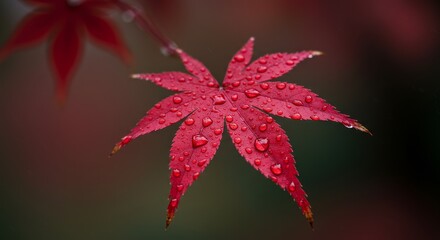 Red Maple Leaf with Raindrops - Close-up of a single red maple leaf covered in water droplets, blurred background