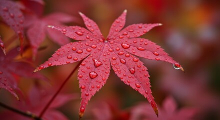 Red Maple Leaf with Dew Drops - Close-up of a single red maple leaf covered in water droplets, showcasing vibrant autumn colors and natural textures