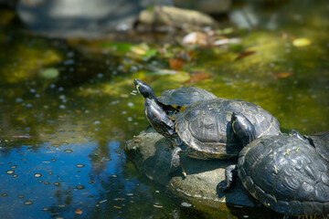 Three turtles crowd to get sun on a rock in still waters