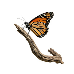 A decayed log covered with green trees and flowers, surrounded by grass and small plants. Highly detailed wooden texture with natural light effect, isolated on a clean white background.