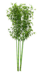 3D Rendering Bamboo Trees on White