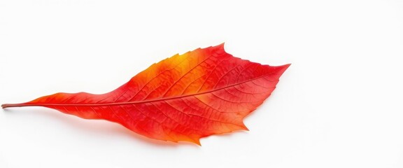 Single autumn leaf isolated on pure white backdrop, studio, fall
