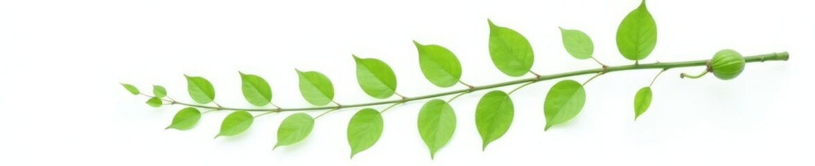 Fototapeta premium Single isolated branch with leaves on white background, background, foliage, green