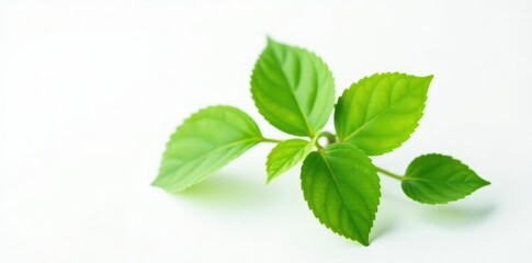 Fototapeta premium Small green leaf isolated on white background, leaves, single, herbaceous