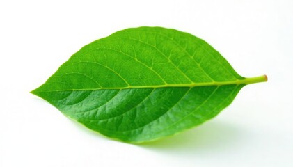 Obraz premium Small green leaf with veins isolated on white background, foliage, nature, botanical