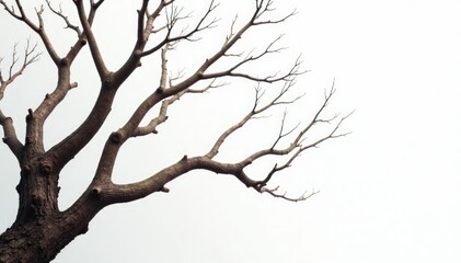 Twisted and gnarled branches against a clean white background, texture, organic