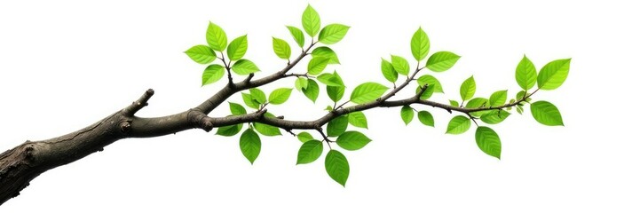 Fototapeta premium Twisted tree branch with leaves isolated on white background, foliage, branch, nature