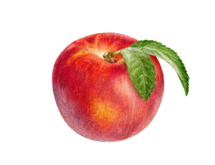 Hand-Painted Watercolor Nectarine Botanical Illustration Isolated on White