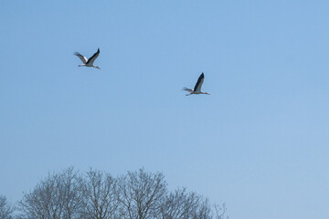 Two storks are flying in the air