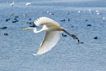 Habitat for birds, herons and coots