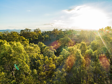 Rays of late australian sunlight on gum tree tops