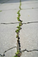 Obraz premium Concrete Crack: Green Shoots of Life Emerge, Breaking Through Pavement's Imperfections, A Testament to Nature's Resilience