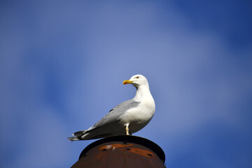 The herring gull (lat. Larus argentatus) is a large bird of the gull family. A sea predator and thief, sitting on a rusty metal pipe, turns his head.