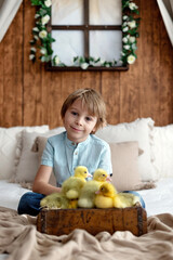Fototapeta premium Happy beautiful child, kid, playing with small beautiful ducklings or goslings,, cute fluffy animal birds