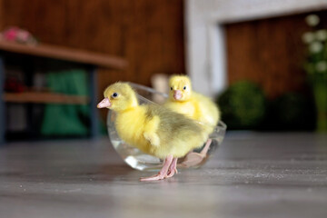 Happy beautiful child, kid, playing with small beautiful ducklings or goslings,, cute fluffy animal birds