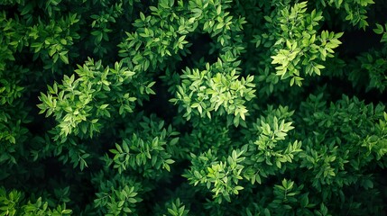 Stunning Aerial View of Lush Green Grass