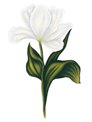Illustration of white tulip. Primroses in watercolor illustration style. Flower for card. Floral print