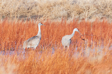 A pair of sandhill cranes (Antigone canadensis) wading in a marsh, one gathering reeds for nesting at the Fleming Unit of Honey Lake Wildlife Area.