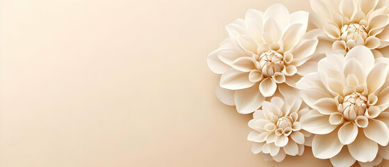 Beige dahlias on pale background, floral design