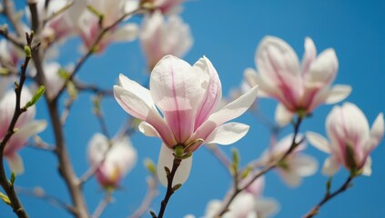 Obraz premium A close-up of a magnolia flower in soft pink and white hues, standing out against a vivid blue sky. 