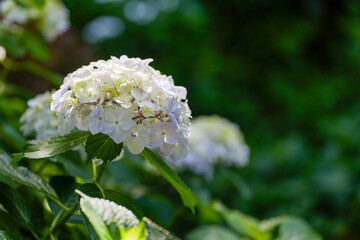 白い紫陽花