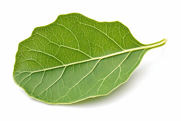 Obraz premium Single vibrant green leaf, detailed venation