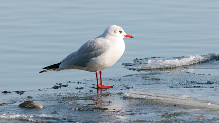 seagull on the beach