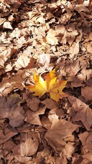 folha de plátano caída no chão 