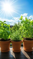 Fototapeta premium Fresh seasonal culinary herbs in terracotta pots bright sunny day closeup perspective emphasizing fragrance and freshness