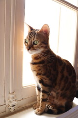 cat on window sill