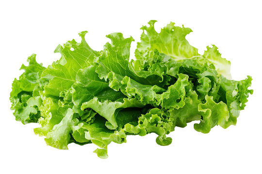 A bunch of green lettuce is. ,on transparent background.