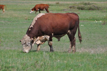 A bull in a field eats grass