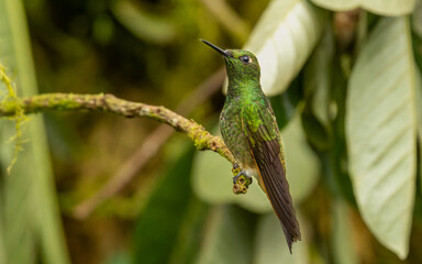  Fahlschwanzkolibri (Boissonneaua flavescens)