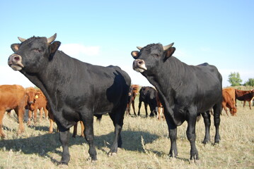 Black bulls pose for a photographer on a farm