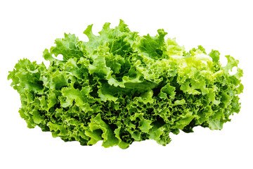 Fototapeta premium A bunch of green lettuce is. ,on transparent background.