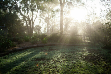 Rays of morning sunlight shining through branches of gum tree in garden