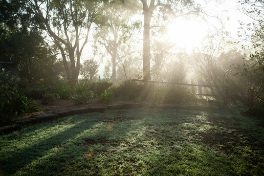 Rays of morning sunlight shining through branches of gum tree in garden