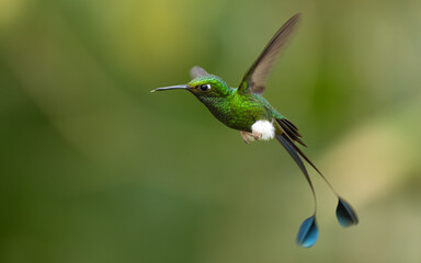 Grünscheitel-Flaggensylphe (Ocreatus underwoodii) oder Flaggensylphe