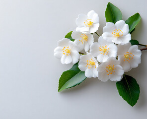 Obraz premium a photograph of white jasmine flowers isolated on a white background