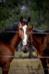 close-up of two brown horses in a rural field 