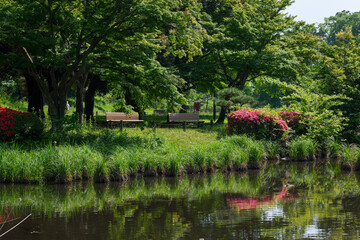 Obraz premium 公園のベンチ