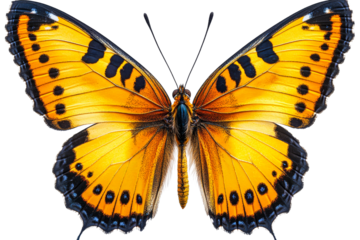 Colorful monarch butterfly spreading its wings