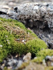 moss on stone
