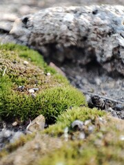 moss on stone