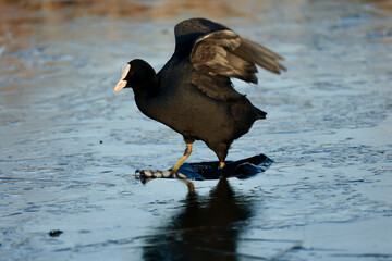 A common coot (Fulica atra) on a frozen canal and ice in wildlife, near Delft, The Netherlands. 