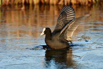 A common coot (Fulica atra) on a frozen canal and ice in wildlife, near Delft, The Netherlands. 