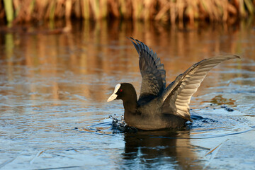 A common coot (Fulica atra) on a frozen canal and ice in wildlife, near Delft, The Netherlands. 