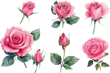 Fototapeta premium set of roses vector illustration