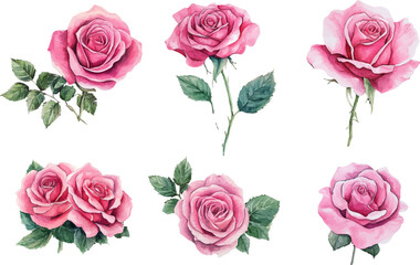 set of pink roses